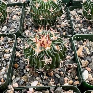 Stenocactus Multicostatus Brain Cactus Plant - 3 Inch Pot - Unique Succulent