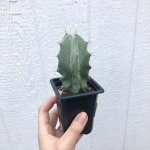Stenocereus Pruinosus Gray Ghost Organ Pipe Cactus - 2.5 inch Potted Succulent