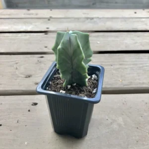 Stenocereus Pruinosus Gray Ghost Organ Pipe Cactus - 2.5 inch Potted Succulent
