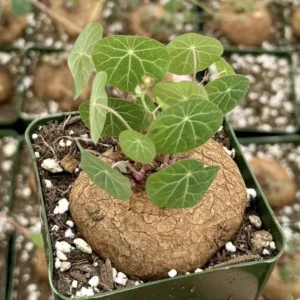 Stephania Cepharantha Caudex Plant Rare Succulent 4 Inch Pot Exotic Plant