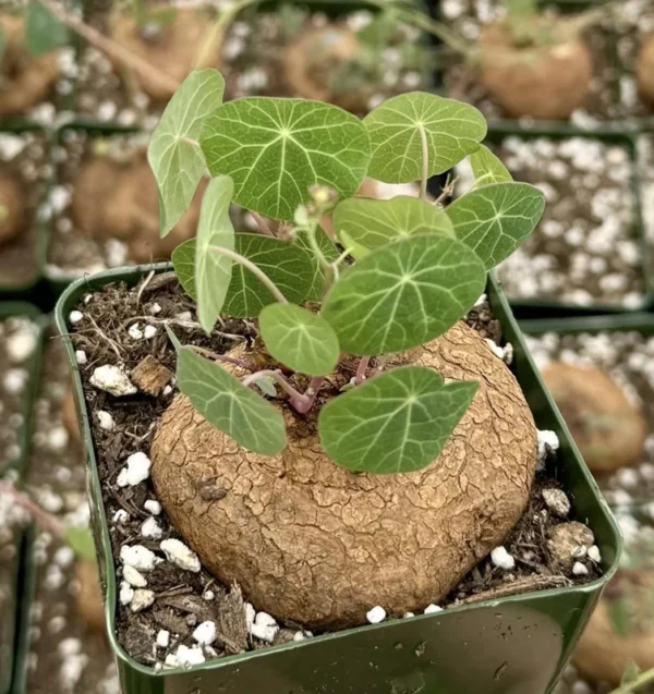 Stephania Cepharantha Caudex Plant Rare Succulent 4 Inch Pot Exotic Plant