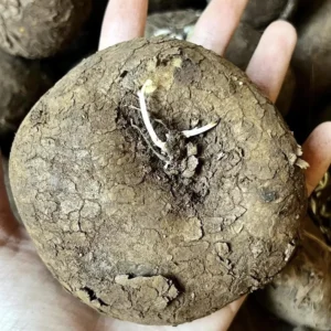 Stephania Cepharantha Caudex Plant Rare Succulent 4 Inch Pot Exotic Plant