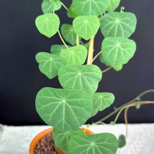 Stephania Cepharantha Caudex Plant Rare Succulent 4 Inch Pot Exotic Plant