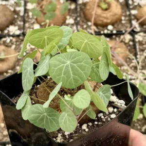 Stephania Cepharantha Caudex Plant Rare Succulent 4 Inch Pot Exotic Plant