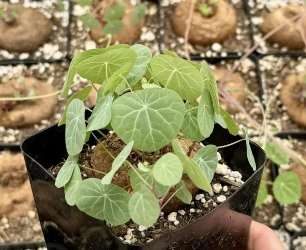 Stephania Cepharantha Caudex Plant Rare Succulent 4 Inch Pot Exotic Plant