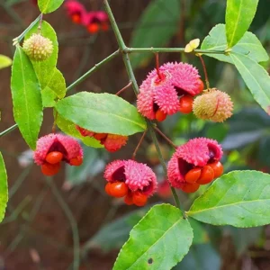 Strawberry Bush Euonymus americanus - Deciduous Shrub - Bare Root Plant