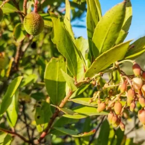 Strawberry Bush Euonymus americanus - Deciduous Shrub - Bare Root Plant