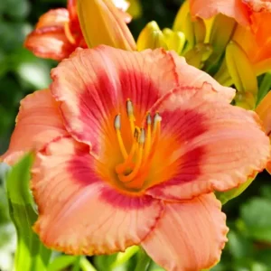 RED VOLUNTEER 3 Daylily Root Fans - Hardy Perennial, Summer Flowering (USDA Zone 3)