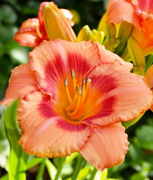 Strawberry Candy Daylily Fans - 3 Root Systems - Reblooming Perennial Flowers