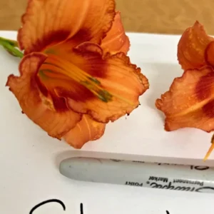 Strawberry Candy Daylily Fans - 3 Root Systems - Reblooming Perennial Flowers