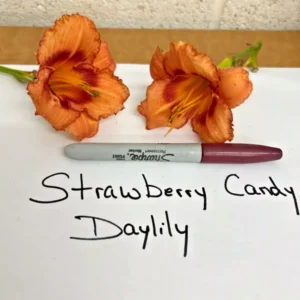 Strawberry Candy Daylily Fans - 3 Root Systems - Reblooming Perennial Flowers