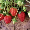 Strawberry Plant Variety Pack - 25 Assorted Plants for Year-Round Harvest