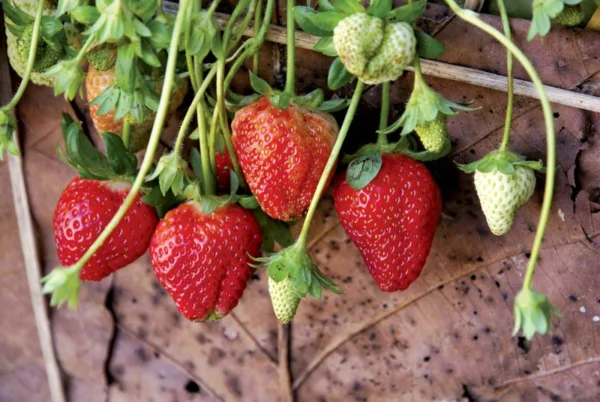 Strawberry Plant Variety Pack - 25 Assorted Plants for Year-Round Harvest