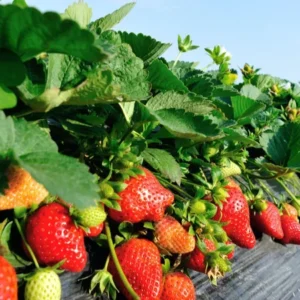 Strawberry Plant Variety Pack - 25 Assorted Plants for Year-Round Harvest