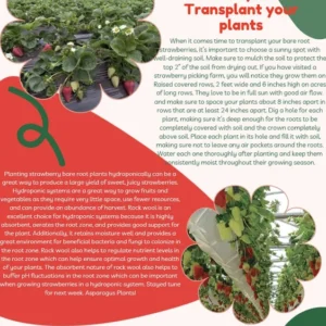 Strawberry Plants - 10 Albion Everbearing Bare Root Plants