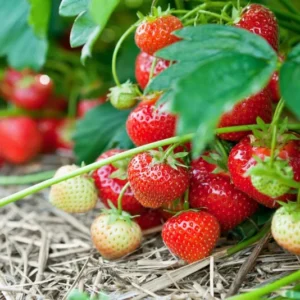Strawberry Plants 10 Pack Everbearing Sweet Strawberries Bare Root