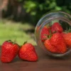 Strawberry Plants 10-Pack June Bearing Bare Root Offer