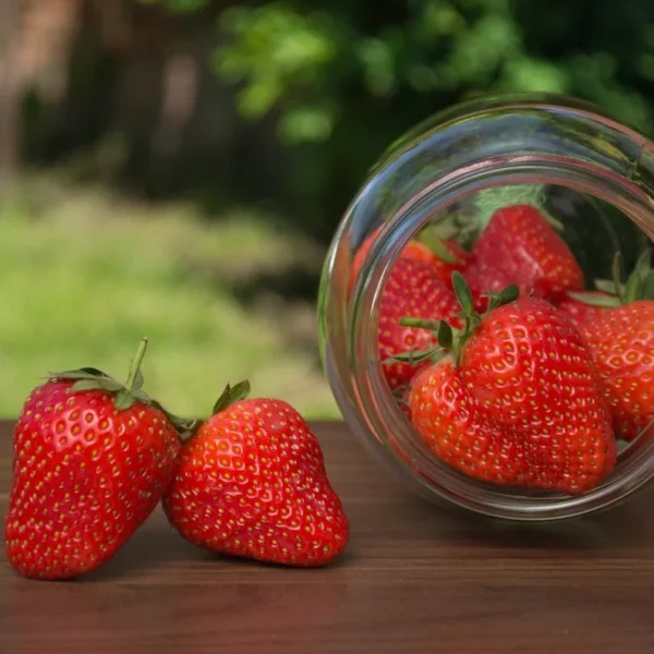 Strawberry Plants - 25 Bare Root June Bearing Plants