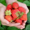 Strawberry Plants - 25 Everbearing/Day Neutral Strawberry Plants - High Yielding