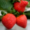 Strawberry Plants 25 Pack - June Bearing Bare Root - Allstar Variety