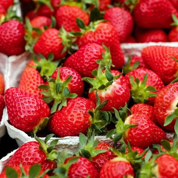 Strawberry Plants - 5 Bare Root Everbearing Day Neutral