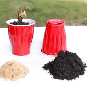 Strawberry Plants - 5 Bare Root Everbearing Day Neutral