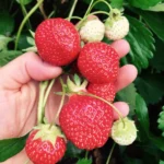 Strawberry Plants - 5 Bare Root June Bearing Plants