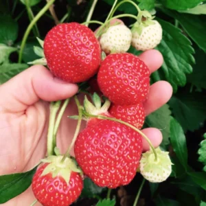 Strawberry Plants - 5 Bare Root June Bearing Plants