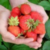 Strawberry Plants - 50 Everbearing/Day Neutral Strawberry Plants - High Yielding Strawberries