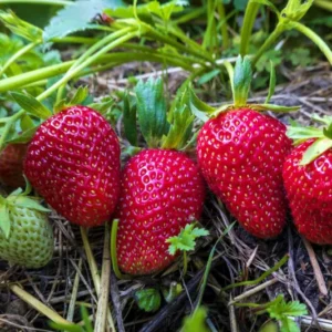 Strawberry Plants - 50 Everbearing/Day Neutral Strawberry Plants - High Yielding Strawberries