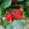 Strawberry Plants - 50 Ozark Beauty Ever-Bearing Bare Root Plants