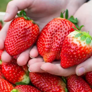 Strawberry Plants: 50 San Andreas Everbearing - Large Strawberries, Bare Root
