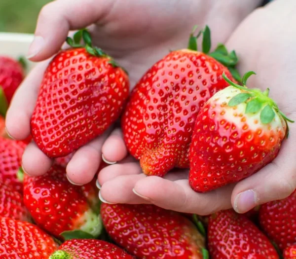 Strawberry Plants: 50 San Andreas Everbearing - Large Strawberries, Bare Root
