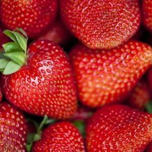 Strawberry Plants: 50 San Andreas Everbearing - Large Strawberries, Bare Root