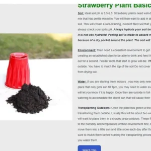 Strawberry Plants: 50 San Andreas Everbearing - Large Strawberries, Bare Root