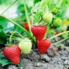 Strawberry Plants Chandler - 50 June Bearing Bare Root Plants