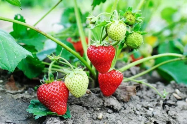 Strawberry Plants Chandler - 50 June Bearing Bare Root Plants