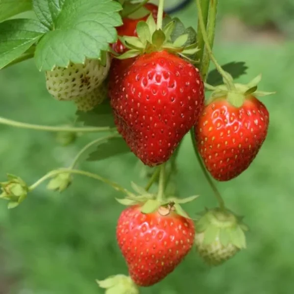 Strawberry Plants Sparkle - 50 Bare Root June Bearing Heirloom Variety