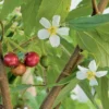 Strawberry Tree Plant - Jamaican Cherry Muntingia Calabura - 2 Feet Tall - 3 Gal Pot
