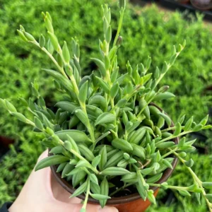 String of Bananas Plant - Trailing Succulent - 4'' Pot - Hanging Plant
