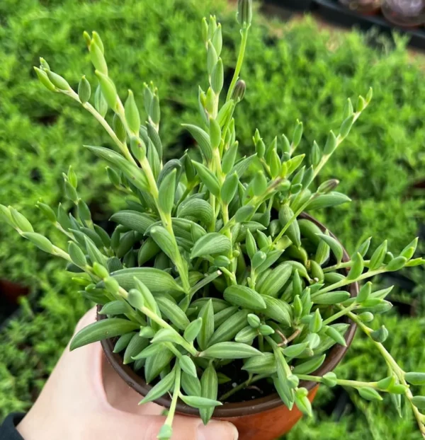 String of Bananas Plant - Trailing Succulent - 4'' Pot - Hanging Plant