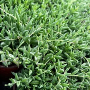 String of Bananas Plant - Trailing Succulent - 4'' Pot - Hanging Plant