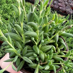 String of Bananas Plant - Trailing Succulent - 4'' Pot - Hanging Plant