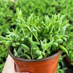 String of Bananas Plant - Trailing Succulent - 4'' Pot - Hanging Plant