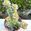 String of Buttons Live Plant - Trailing Succulent in 4'' Pot