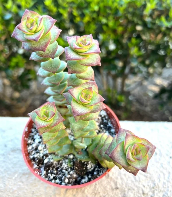 String of Buttons Live Plant - Trailing Succulent in 4'' Pot