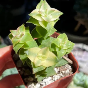String of Buttons Trailing Succulent Rooted Live Plant 2'' Pot