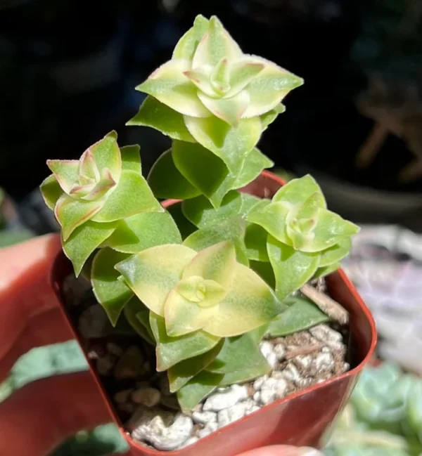 String of Buttons Trailing Succulent Rooted Live Plant 2'' Pot