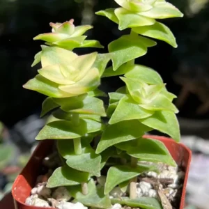 String of Buttons Trailing Succulent Rooted Live Plant 2'' Pot