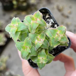 String of Buttons Trailing Succulent Rooted Live Plant 2'' Pot